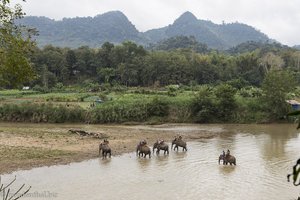 Elefantenreiten durch den Ban Xieng Lom