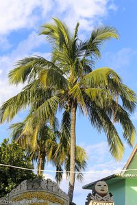 Palme beim Popa Taung Kalat