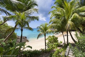 Blick durch die Palmen auf den Sunset Beach