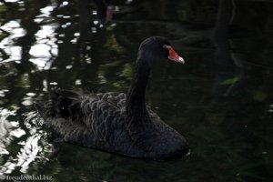 Schwarzer Schwan