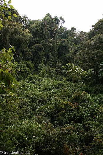 Blick auf das dichte Blätterdach im Nationalpark Manuel Antonio