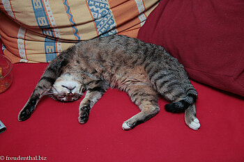 normalerweise liegt sie so in der Mitte, dass kein zweiter mehr Platz auf der Couch hat