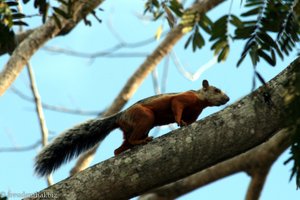 Costa Rica-Hörnchen (Sciurus granatensis dorsalis)