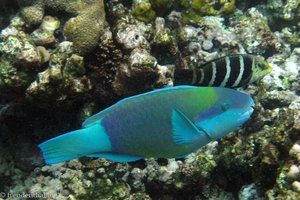 Kugelkopf-Papageifisch (Daisy Parrotfish, Chlorurus sordidus) 
