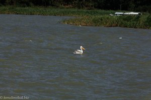 Pelikan auf dem Tanasee