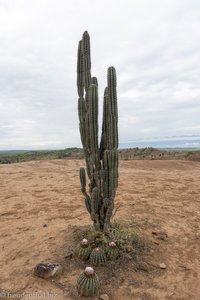 Und noch eine Candelarius-Kakteen in der Tatacoa-Wüste