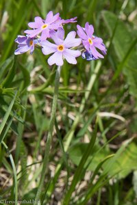 Mehlprimel, Mehlige Schlüsselblume (Primula farinosa)