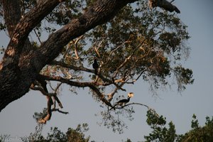 zwei Tukane im Nationalpark Yala West