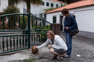 kleiner Hund in den Gassen von São Vicente