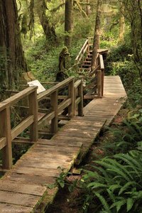 Holzsteg auf dem Rain Forest Trail