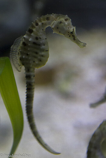 Seepferdchen im Hanwha Aqua Planet