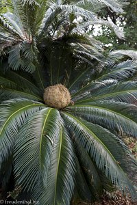 Japanischer Sagopalmfarn - Cycas revoluta