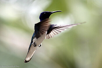 Jakobinerkolibri (White-necked Jacobin, Florisuga mellivora)