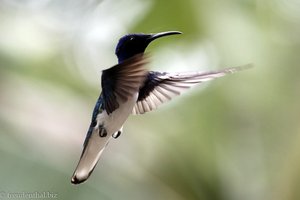 Jakobinerkolibri (White-necked Jacobin, Florisuga mellivora)