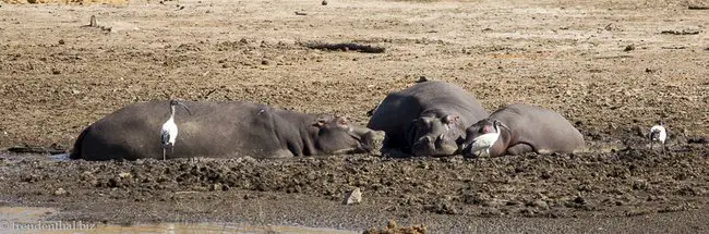 Flusspferde in Pilanesberg