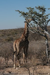 Giraffe bei Omaruru