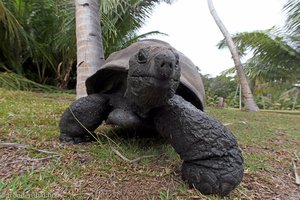 Seychellen Riesenlandschildkröte