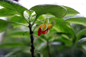 Impatiens niamniamensis (Springkraut-Art)