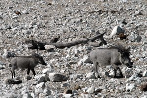 Warzenschweine beim Camp Halali