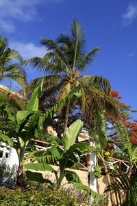Palmen und Bananen beim Segeltörn in der Karibik