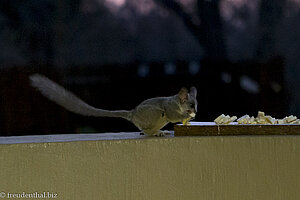 Bushbaby bzw. Feuchtnasenaffe Galago