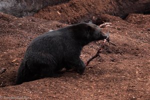 Schwarzbär beim Lachse fangen