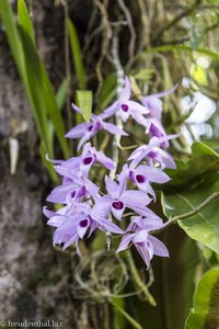 Orchidee im Jardin des Parfums et des Epices