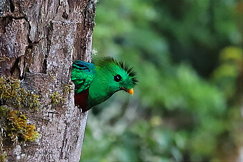 Der Quetzal - Verehrt als der Göttervogel