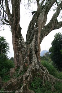 Baum im Reisfeld bei Ella