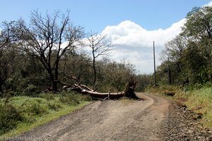 Einen Tag vorher Stand der tote Baum noch.