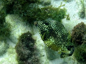 Perlen-Kofferfisch (Lactophrys triqueter) bei Sandy Island