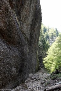 Nagelfluhwand oberhalb des Neckers