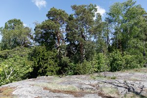 Granitfelsen auf der Insel Seurasaari