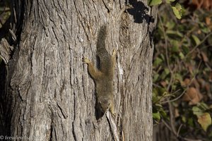 Buschhörnchen am Baumstamm