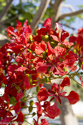 Flammenbaum im Garten beim Hilton Salalah Resort im Oman