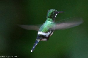 Kolibri (Hummingbird) im Selvatura Park von Costa Rica