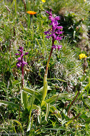 Männliches Knabenkraut, auch Kuckucks-Knabenkraut (Orchis mascula)