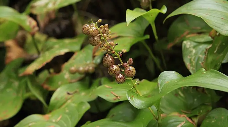 Duftsiegel (Maianthemum racemosum)