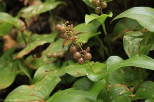 Duftsiegel (Maianthemum racemosum)