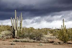 USA-Rundreise - Saguaro Kakteen in der Sonora Wüste