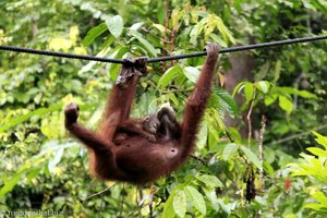 Orang Utan mit Baby beim Klettern