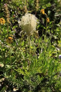 Western Anemone auf dem Whistler