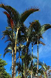 Palmen bei der Rinconcito Lodge