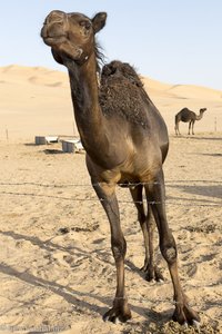 schwarzes Kamel der Jebali-Hirten im Oman