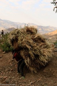 die schweren Lasten der äthiopischen Bauern