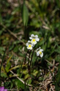 Alpen-Fettkraut (Pinguicula alpina)