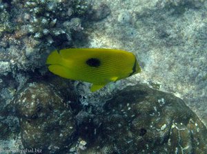 Bennetts Falterfisch (Chaetodon bennetti)