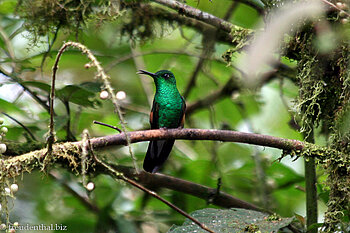 Grünscheitelbrillant (Green-crowned Brilliant, Heliodoxa jacula) in Costa Rica