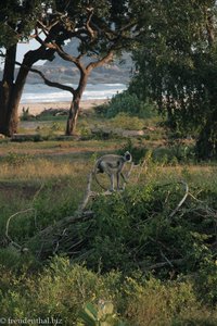 Langur