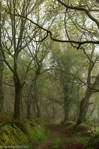 im Nebelwald von Nordspanien